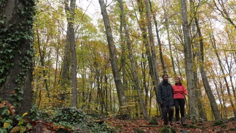 Couple of Hikers Walking Through the Forest in Autumn Stock Footage 143439279