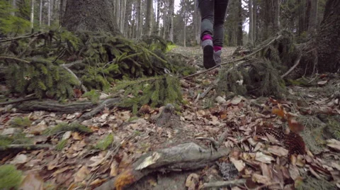 Couple hiking in the forest Stock Footage 62083600