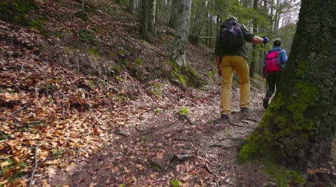 Couple hiking in the forest Stock Footage 62083618