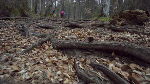 Couple hiking in the forest Stock Footage 62083687