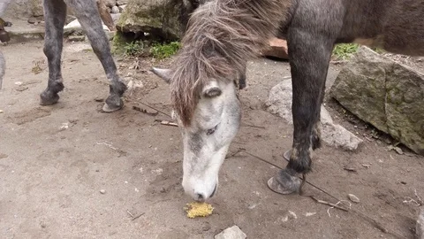 Couple of himalayan hourses eating corn on the himalaya Stock Footage 119756168