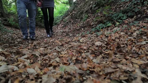 Couple holding hands walking in a forest Stock Footage 73401164
