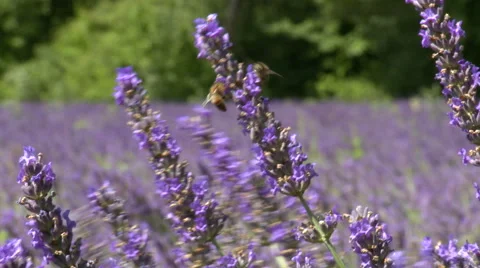 Couple of honey bees working on the same lavender branch Stock Footage 50781086