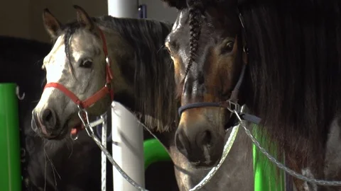 Couple of horses in stable boxes Stock Footage 110629174