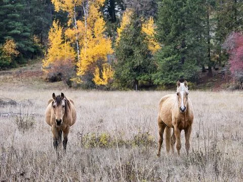 A couple of horses standing in a field. Stock Photos