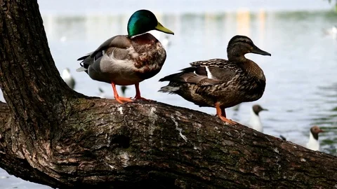 Couple Husband and wife duck Mallard together in a tree by the water. Stock Footage