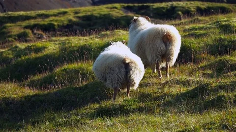 A couple of Icelandic sheep on field Stock Footage