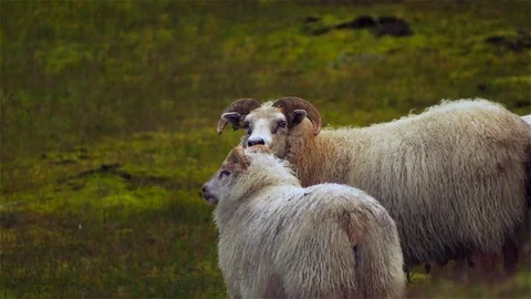 A couple of Icelandic sheep walking on field Stock Footage