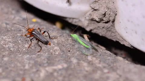 Couple of insect  Vídeos de archivo 24654814