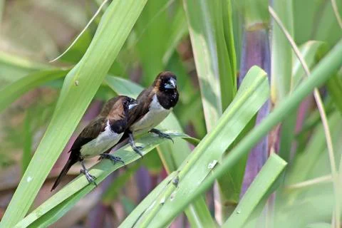 A couple of Javan munia  Stock Photos