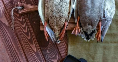 A couple of killed ducks Stock Photos