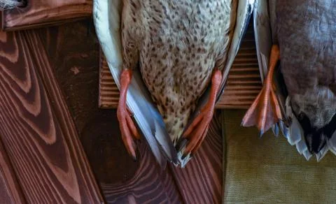 A couple of killed ducks Stock Photos