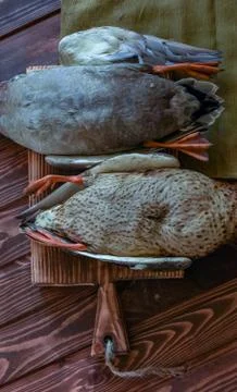 A couple of killed ducks Stock Photos