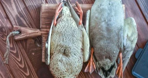 A couple of killed ducks Stock Photos