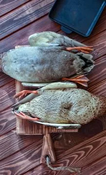 A couple of killed ducks Stock Photos