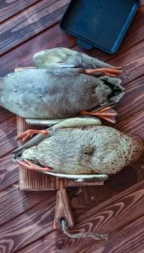 A couple of killed ducks Stock Photos