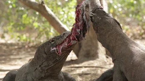 Couple of komodos biting meat Video stock 146000191