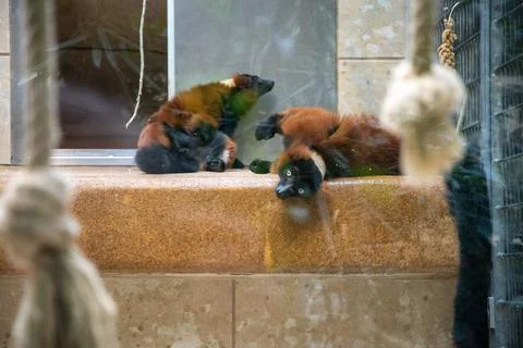A couple large brown lemur resting in an aviary on a shelf in a zoo Stock Photos