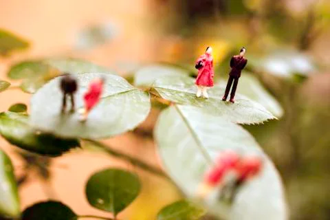 A couple on a leaf 스톡 사진