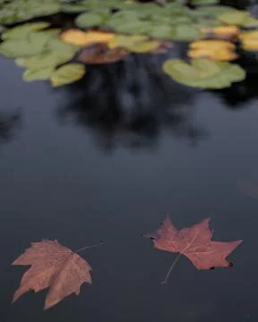 A couple of leafs floating on a pond Stock Photos
