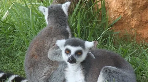 Couple of Lemurs Stock Footage 8171830