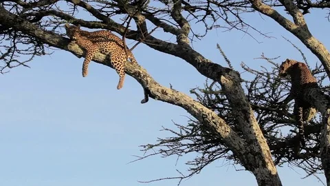 Couple of leopards on a tree Video stock 72159031