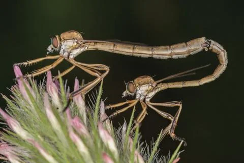 A couple of Leptogaster sp, mating Stock Photos