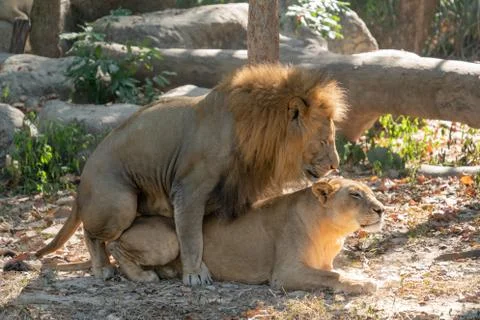 Couple of lions copulate Foto stock