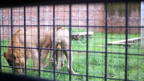 A couple of lions Stock Footage 229822156