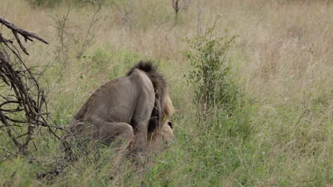 A couple of lions mating Stock Footage 269777740