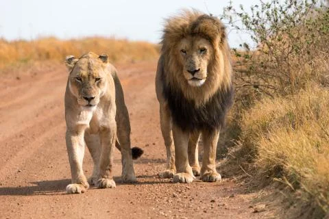Couple of lions Stock Photos