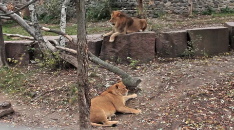 Couple Of Lions Resting Stock Footage 48707163