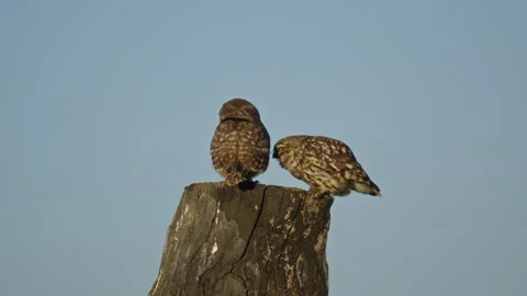Couple of little owls interact on tree stump with clear sky in background Stock Footage 345298032