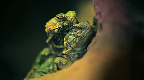 Couple of Lizard Stock Footage 22025610
