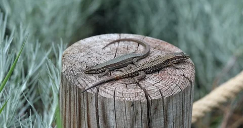 Couple of Lizard Stock Footage 108539798