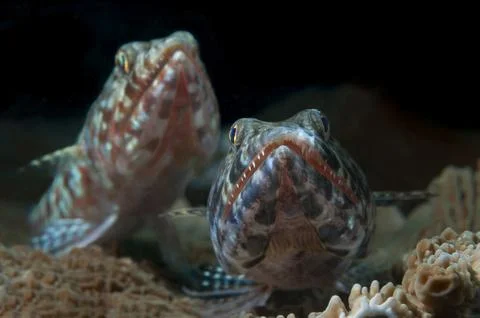 Couple of lizardfish Stock Photos