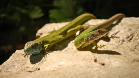 A couple of lizards Stock Photos