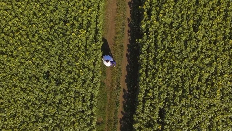Couple in love walking next to sunflower field on summer day. Aerial footage. Stock Footage 78554646