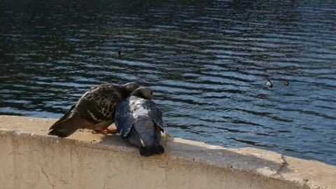 A couple of lovers pigeons 스톡 동영상 74064156