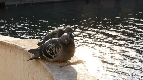 A couple of lovers pigeons 스톡 동영상 74064647