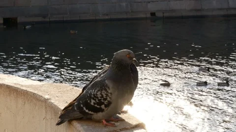 A couple of lovers pigeons Stock Footage 74065045