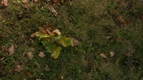 A couple lying on a lawn Stock Footage 11316190