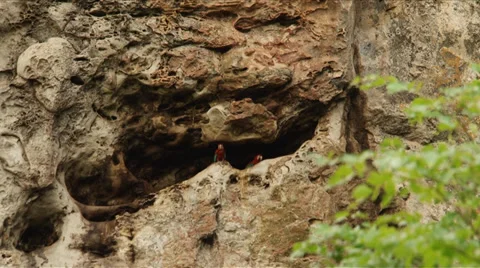 Couple of Macaws Stock Footage 35645464