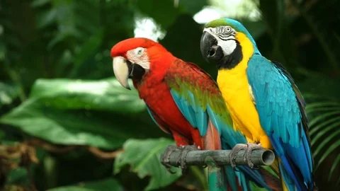 Couple Macaws Stock Footage 95102999
