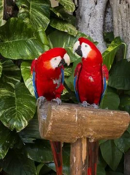 Couple of Macaws two red macaws on wooden stand agaisnt a vegetation backg... 스톡 사진