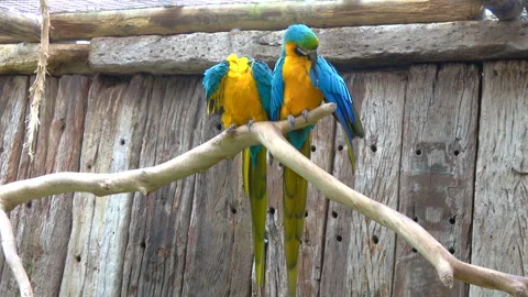 A couple of macaws at the zoo Stock Footage 322733879