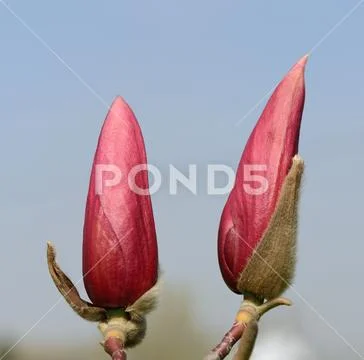 Couple magnolia flower buds that are ready to burst. Stock Photos