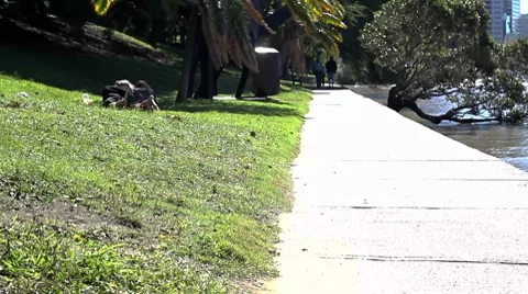 A Couple Making out on the Lawn Stock Footage 8683285