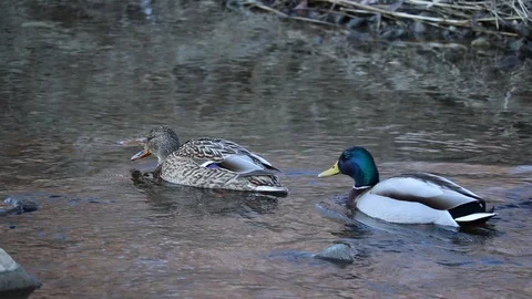 A couple of mallard ducks. Video stock 101504487