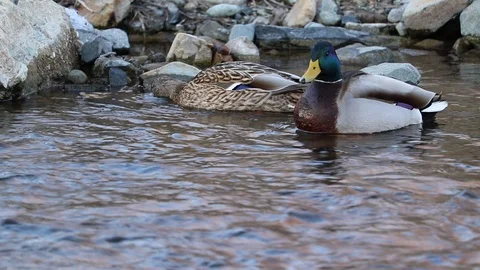 A couple of mallard ducks. Stock Footage 101504642